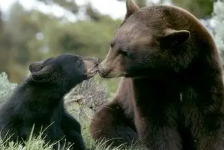 Black bears: not actually pure evil